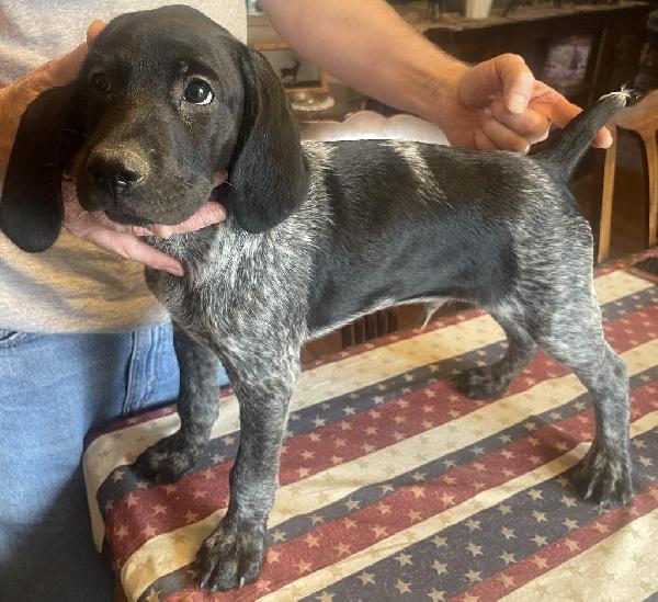 German Shorthaired Pointer