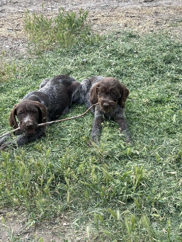 Wirehaired Pointing Griffon