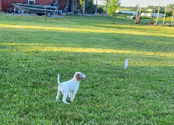 English Setter