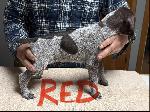 GERMAN SHORTHAIRED POINTERS FOR SALE