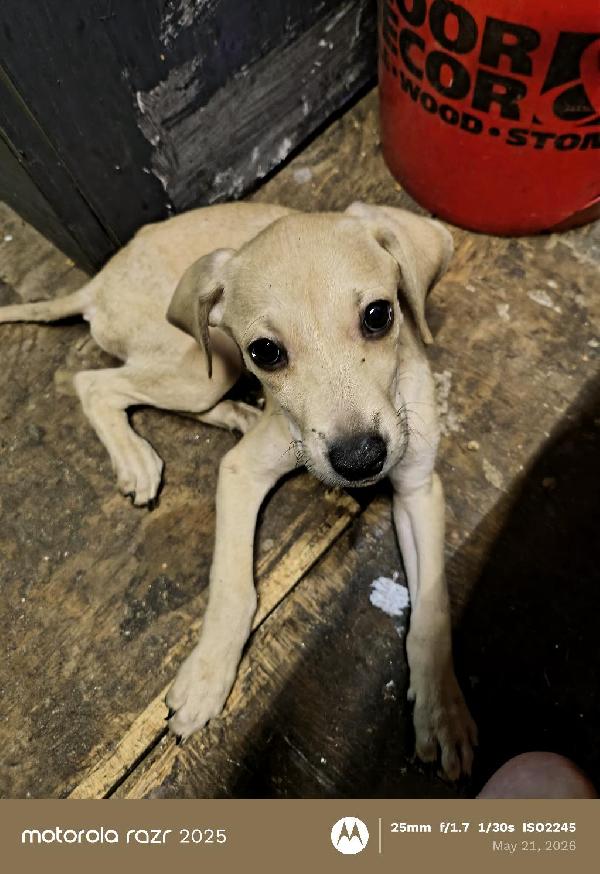 Blackmouth Cur
