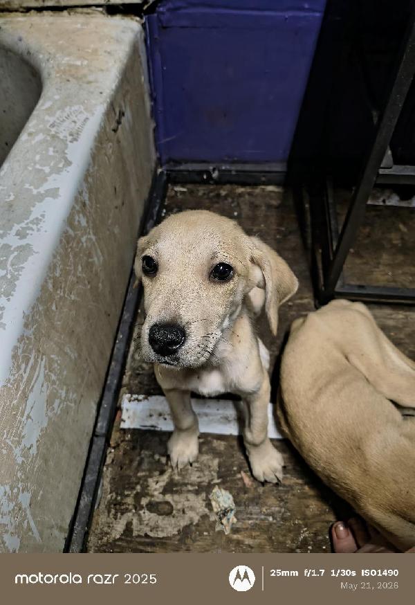 Blackmouth Cur