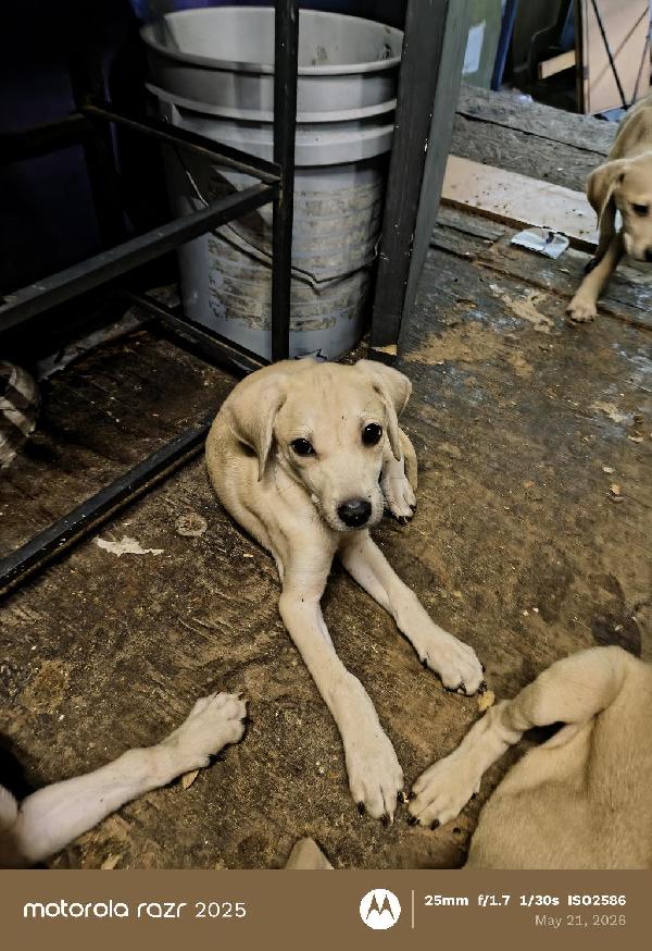 Blackmouth Cur