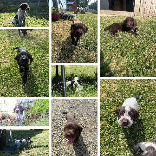 German Wirehaired Pointer