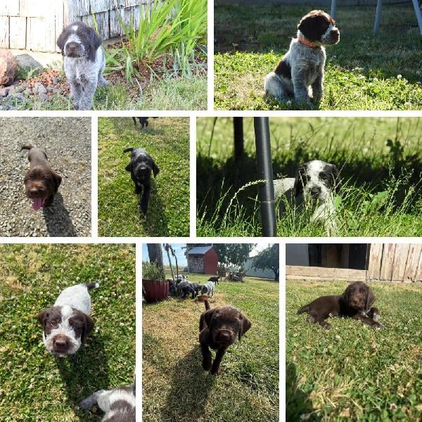 German Wirehaired Pointer