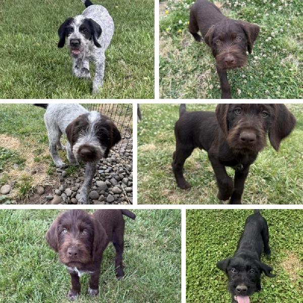 German Wirehaired Pointer