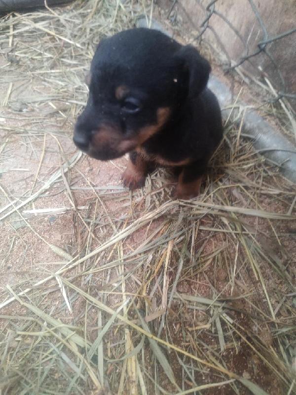 Jagd Terrier