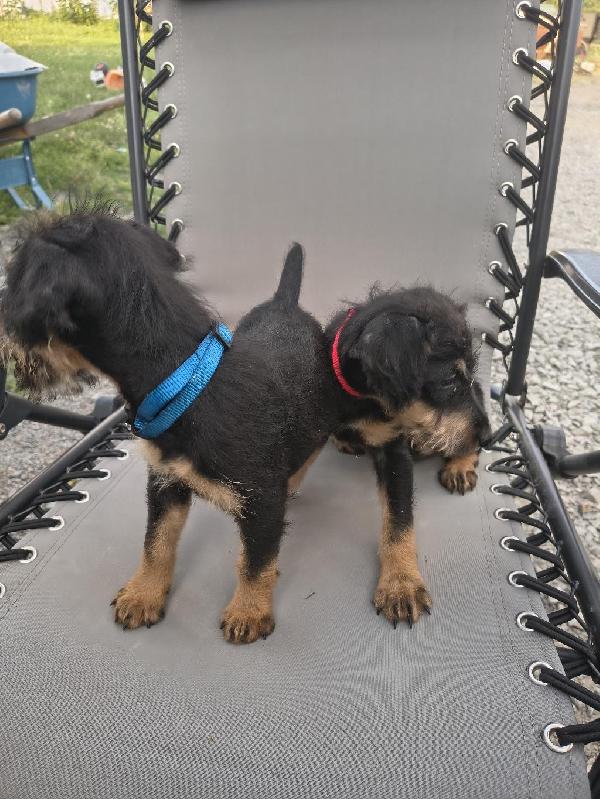 JAGD TERRIERS Jagd Terrier