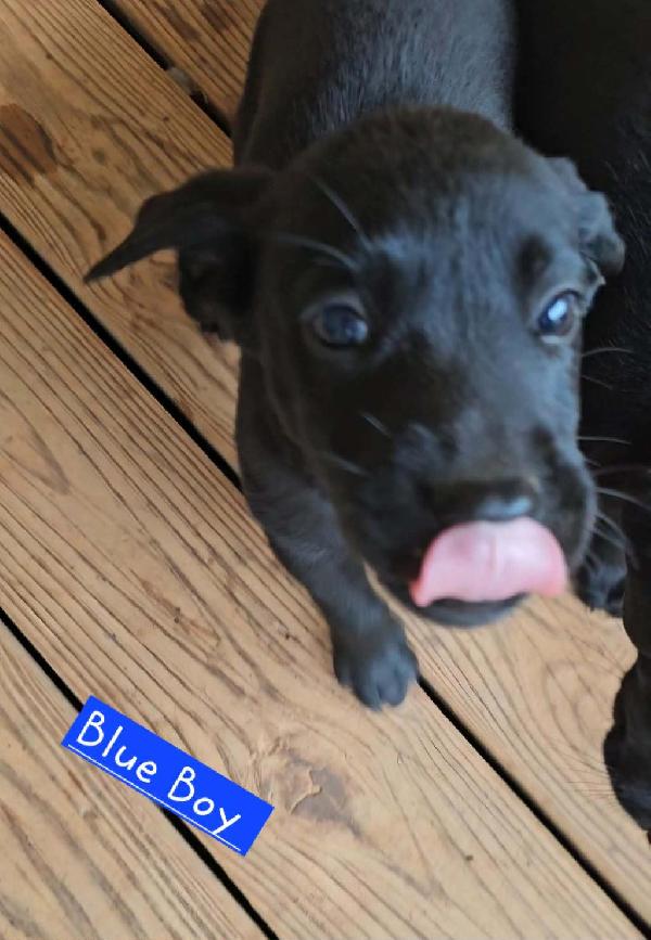 Labrador Retriever