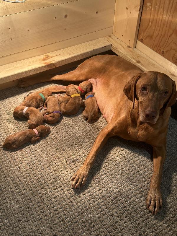 Hungarian Vizsla