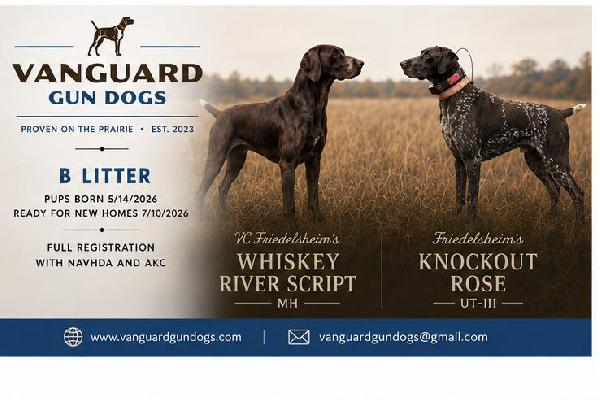 German Shorthaired Pointer