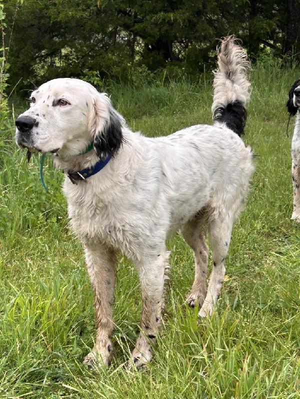 English Setter