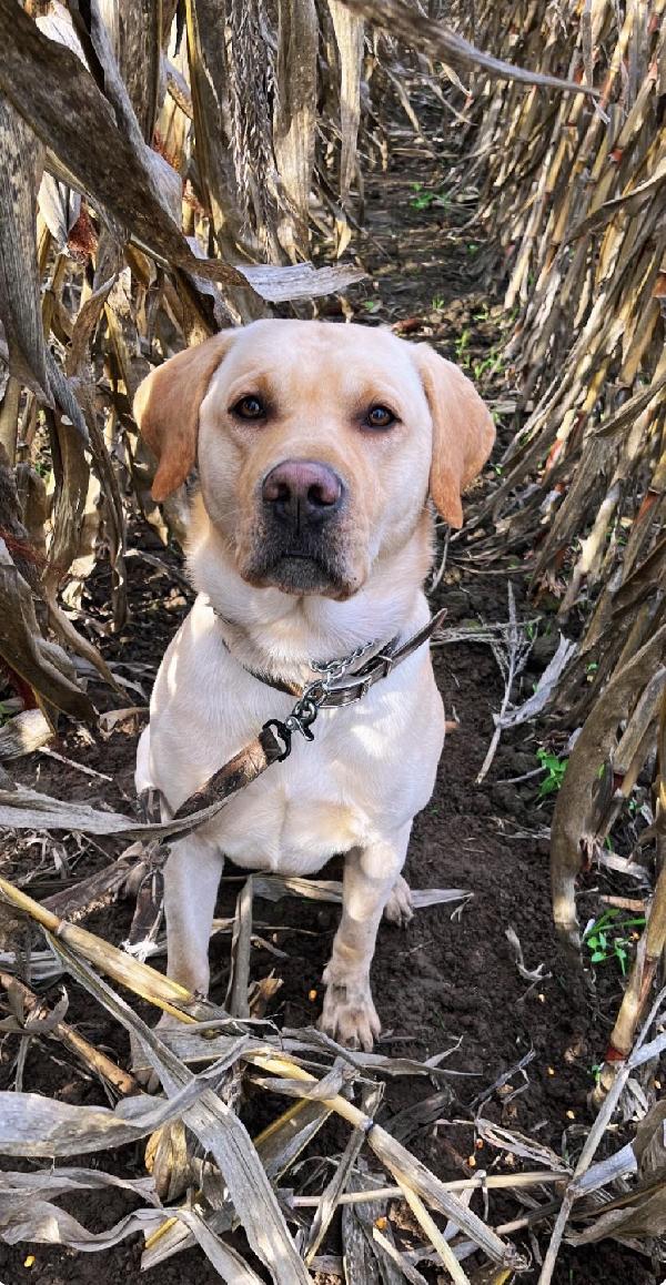Labrador Retriever