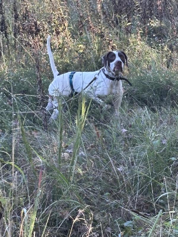 English Pointer
