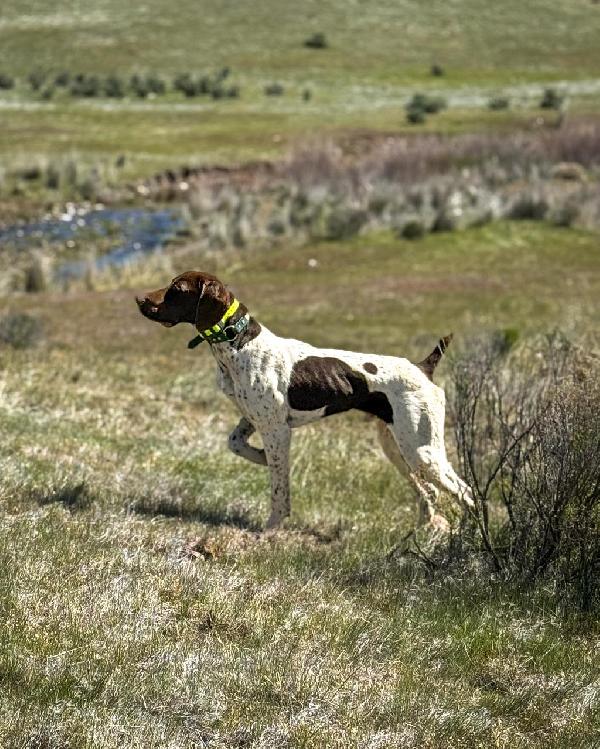 German Shorthaired Pointer
