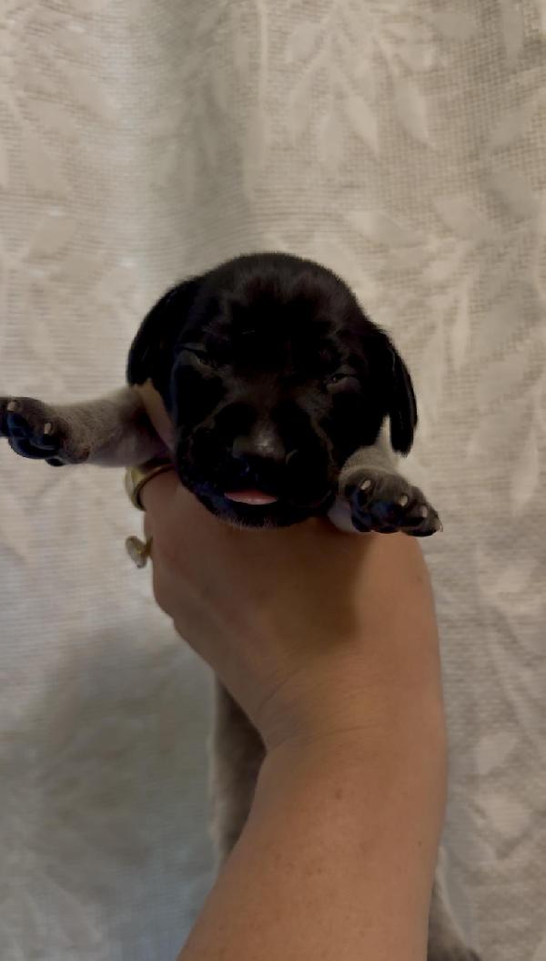 GSP PUPPY