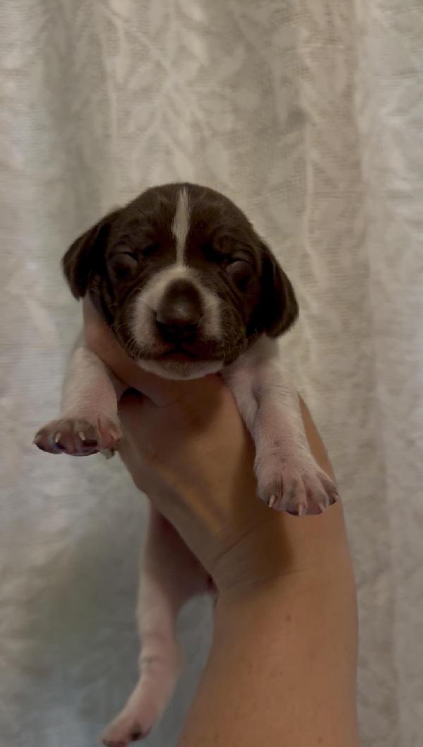 German Shorthaired Pointer
