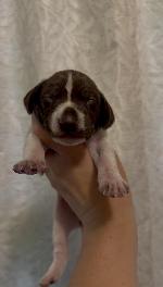 GSP PUPPY