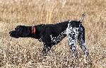 IMG_7107.jpeg