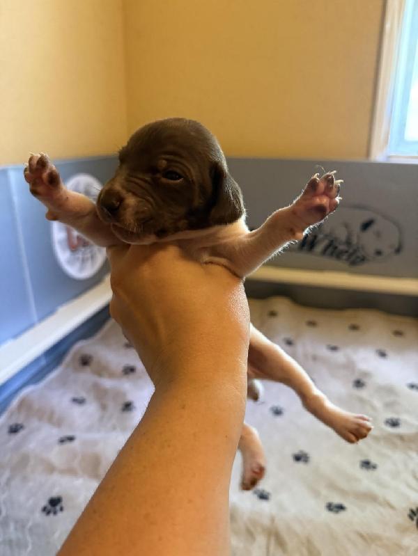 German Shorthaired Pointer