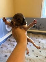 GSP PUPPY