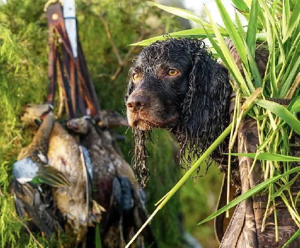 Boykin Spaniels