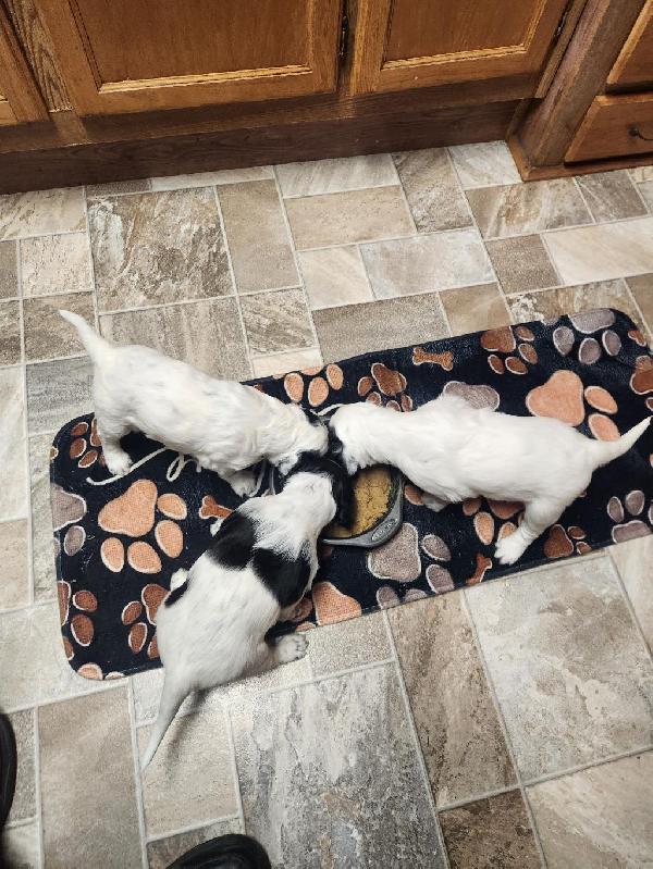 English Setter