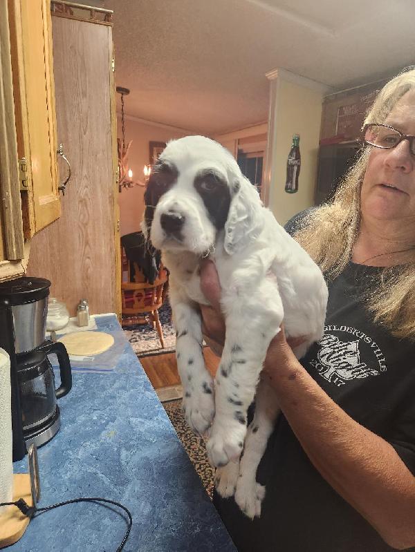 English Setter