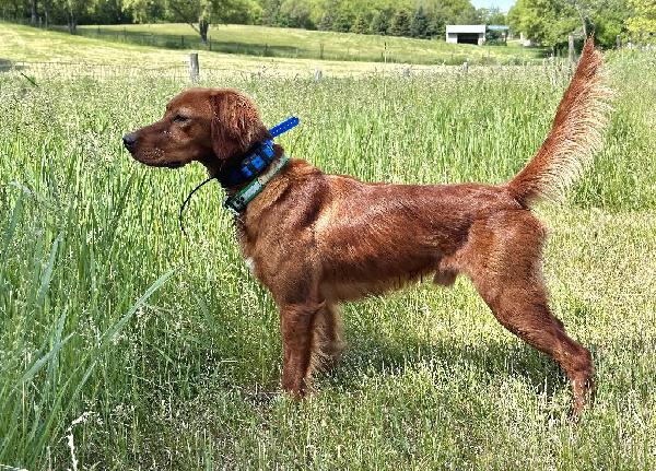 Irish Setter