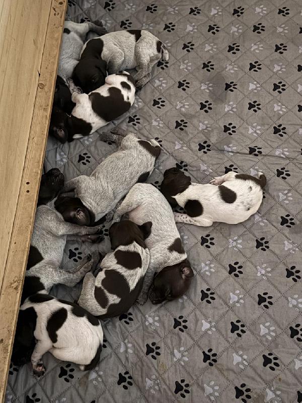 German Shorthaired Pointer