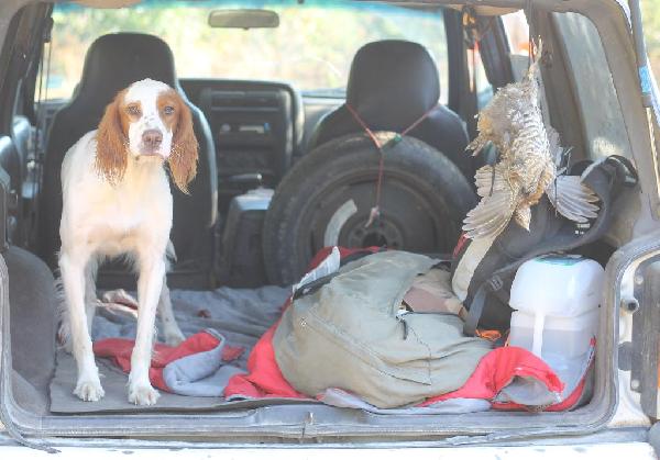 English Setter
