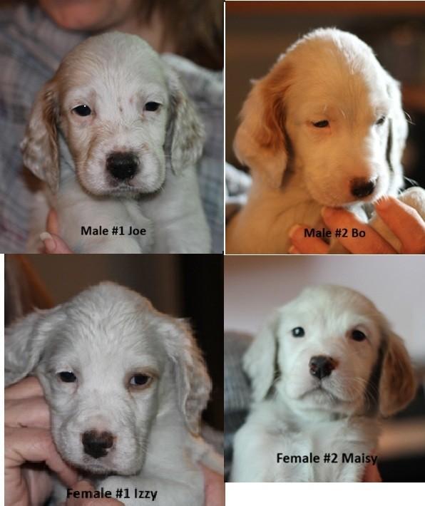 English Setter