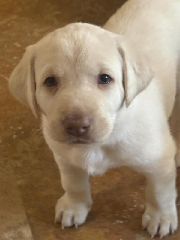 Labrador Retriever