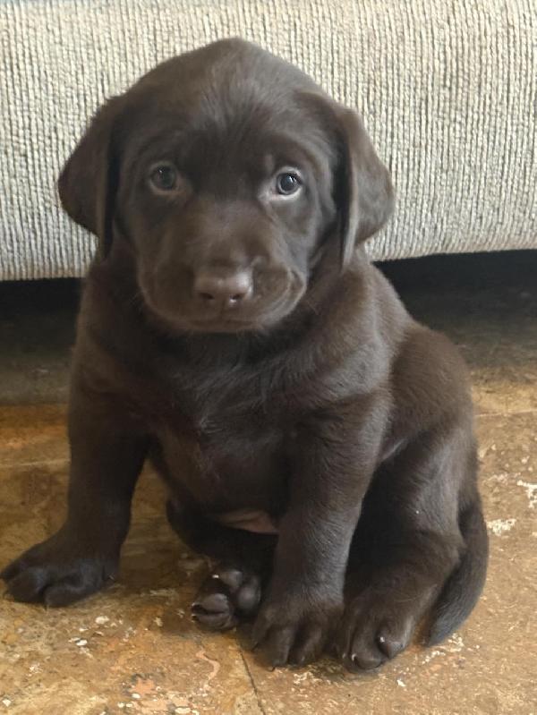 Labrador Retriever
