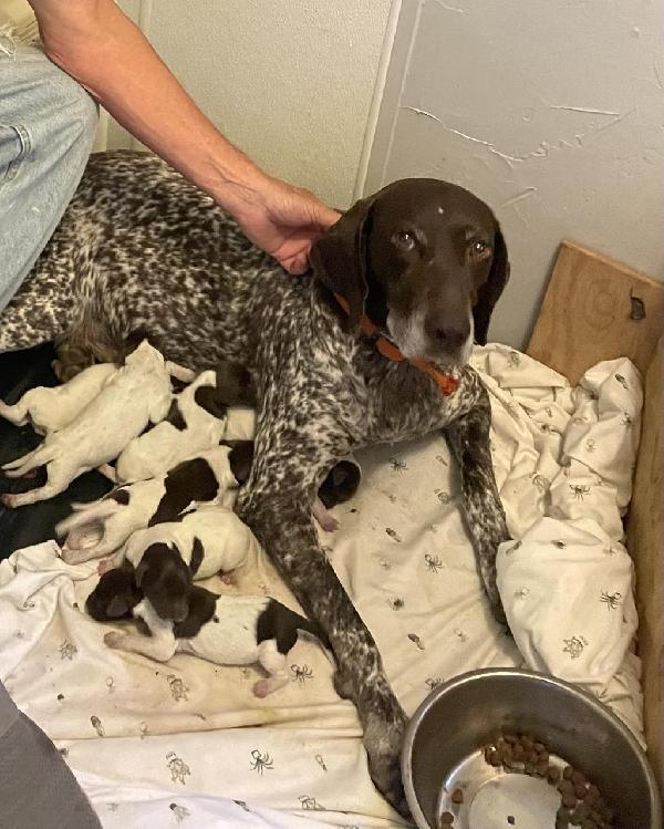 German Shorthaired Pointer