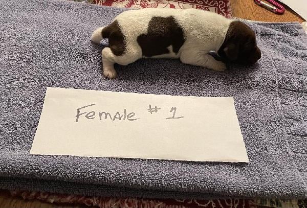 German Shorthaired Pointer