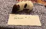 IMG_4121.jpeg