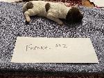 IMG_4127.jpeg