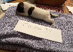 IMG_4134.jpeg