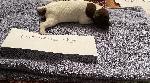 IMG_4137.jpeg