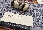 IMG_4143.jpeg
