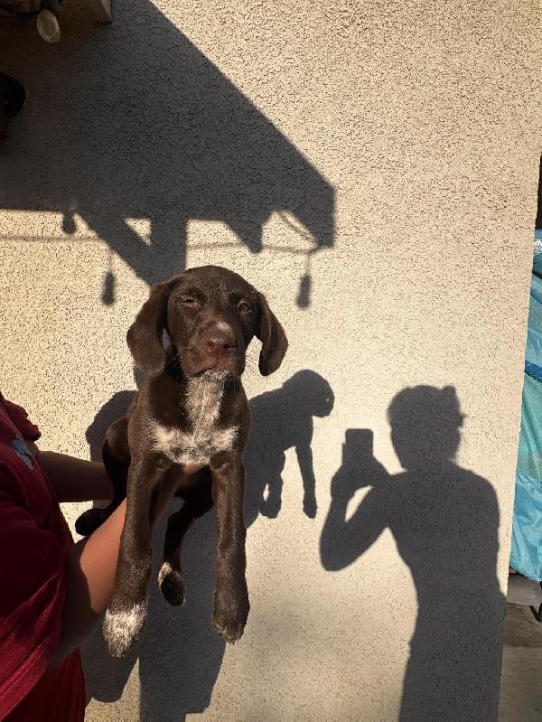 BIG GIRL German Shorthaired Pointer