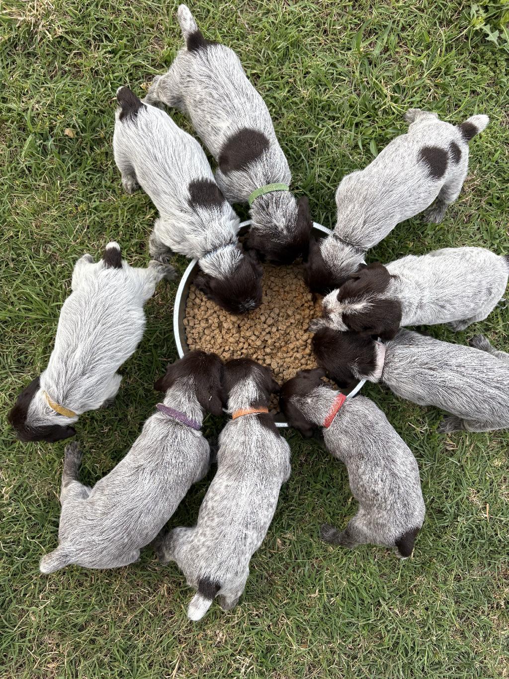 WIREHAIRED POINTING GRIFFON Wirehaired Pointing Griffon