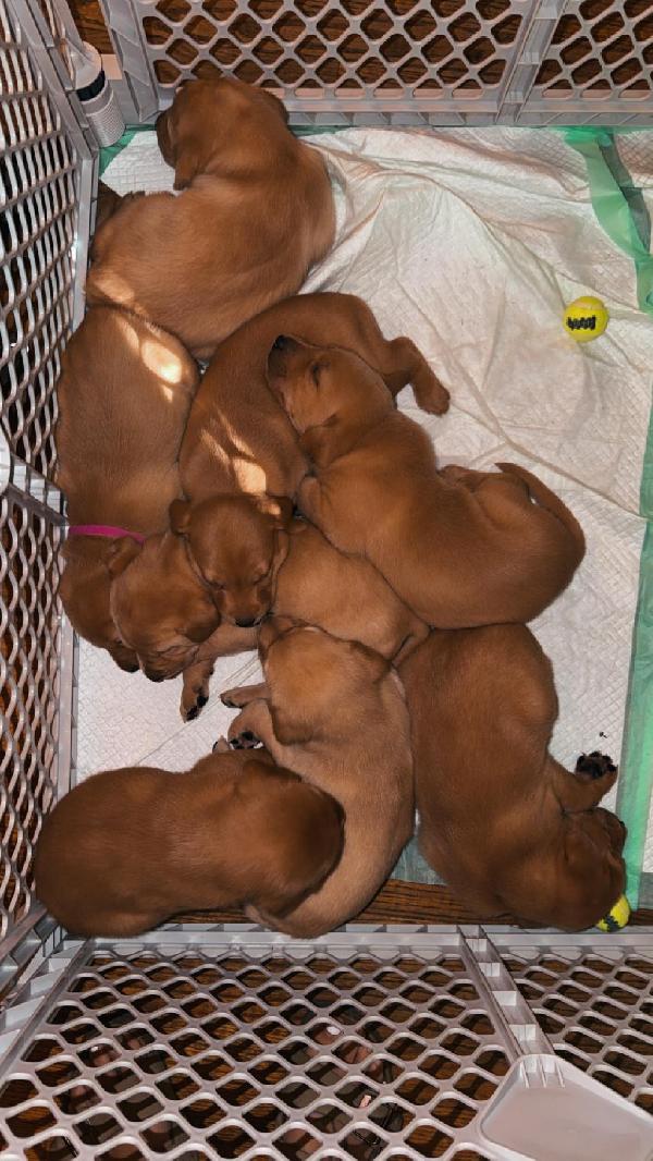 Labrador Retriever