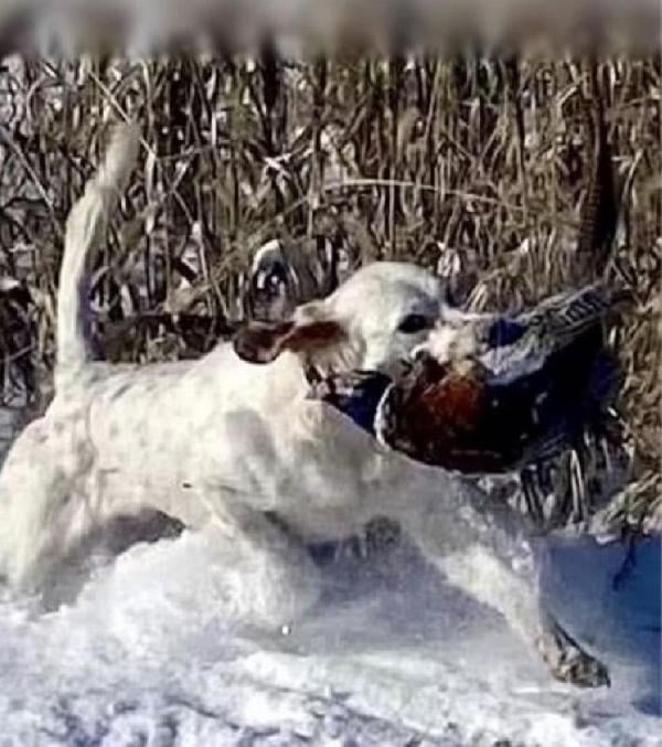 English Setter
