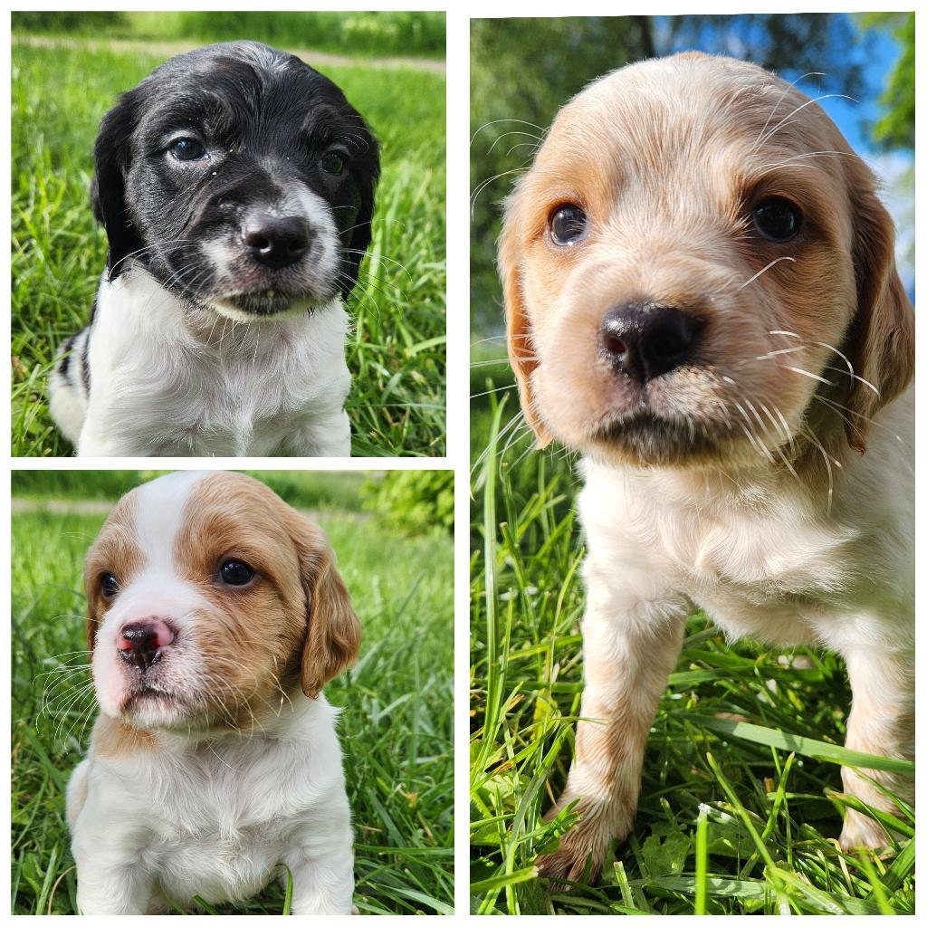 FRENCH BRITTANY PUPS French Brittany