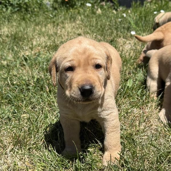 Labrador Retriever