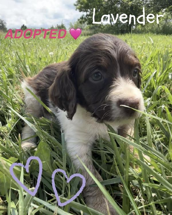 LAVENDER - ADOPTED