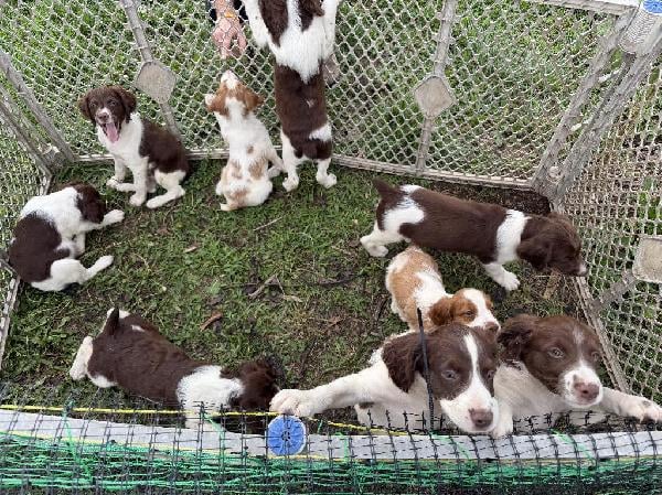 American Brittany