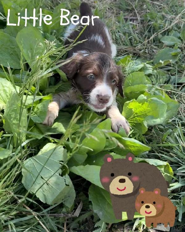 Little Bear-2.jpeg